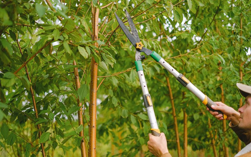 Tree trimming in Bismarck, ND